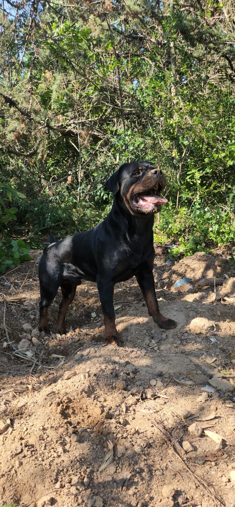 Les Rottweiler de l'affixe Des Anges Gardiens Occitans